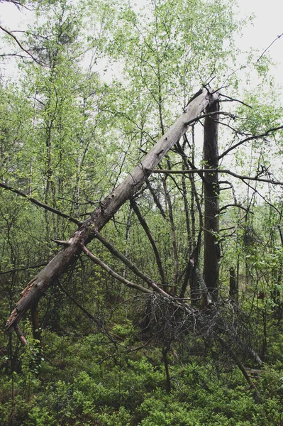 Árvore Quebrada Floresta — Fotografia de Stock