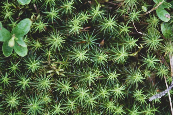 texture of green star moss on the tree