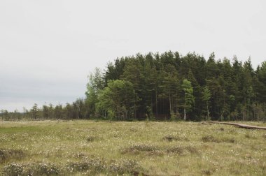 Yeşil ormandaki çevre yolu.