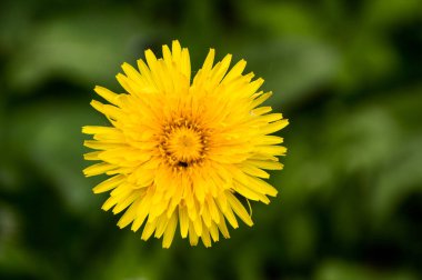 Yeşil arkaplanda sarı karahindiba