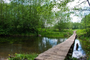 Ormandaki nehrin üzerindeki tahta köprü.