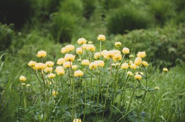 Çimenlerdeki sarı küre çiçekleri
