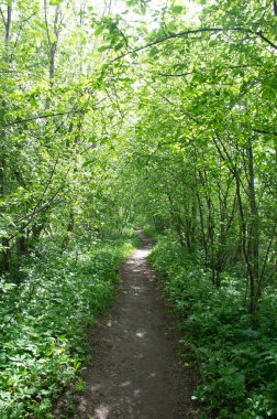 Yeşil ormandaki çevre yolu.