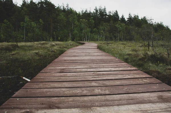 Sentier Écologique Dans Les Bois Verts — Photo