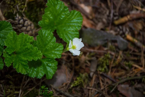 Kis Fehér Virág Zöld Fűben — Stock Fotó