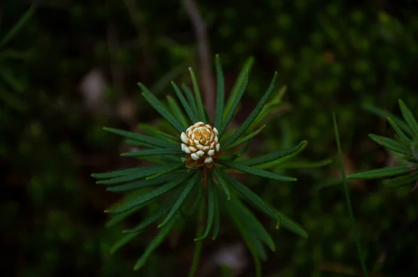 Pequeña Flor Blanca Hierba Verde — Foto de Stock