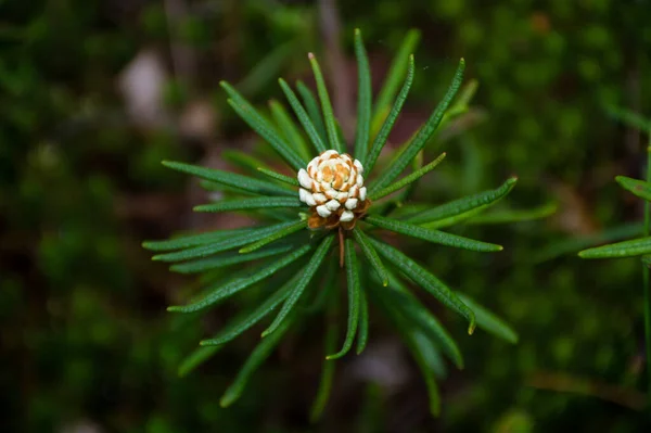 Маленька Біла Квітка Зеленій Траві — стокове фото