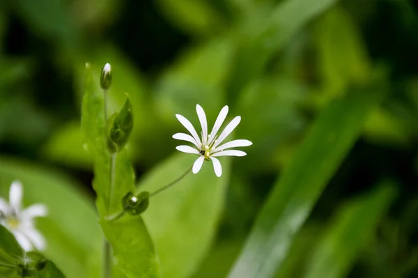 Маленька Біла Квітка Зеленій Траві — стокове фото