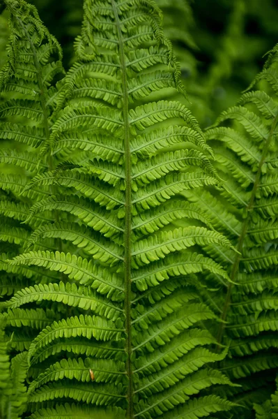 Texture Fern Summer Forest — Stock Photo, Image