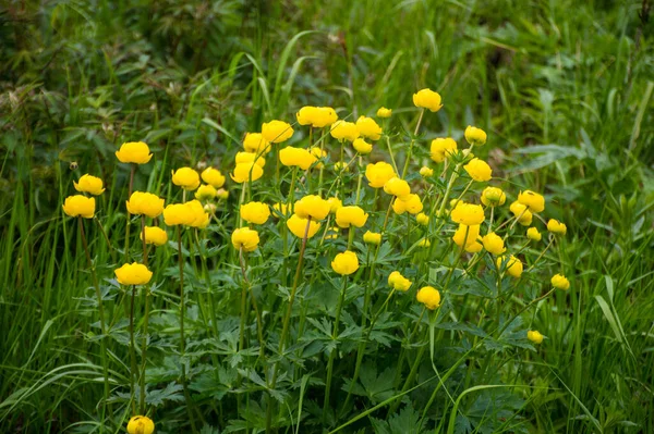 Gelbe Globus Blumen Gras — Stockfoto