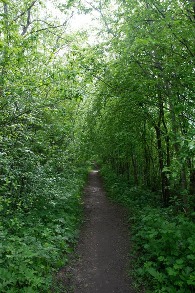 Percorso Ecologico Nel Verde Dei Boschi — Foto Stock