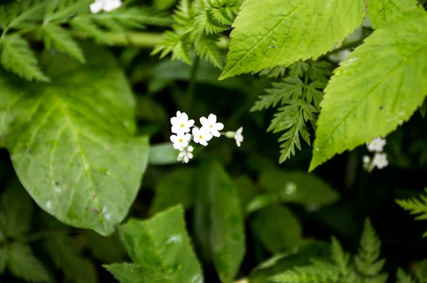 Kis Vadvirág Erdőben — Stock Fotó