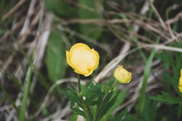 Flores Globo Amarillo Hierba —  Fotos de Stock