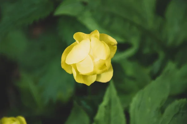 Gul Glob Blommor Gräset — Stockfoto