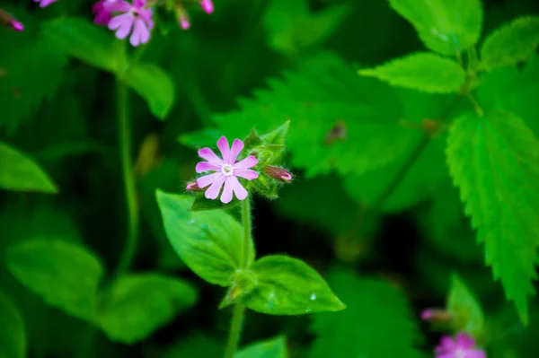 Маленькі Рожеві Квіти Лісі — стокове фото