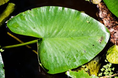 Sarı nilüferler gölette yapraklar