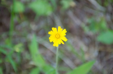 Yeşil arka planda sarı çiçek