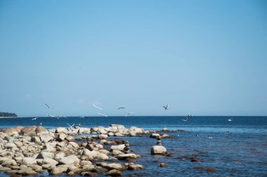 Körfez sahilindeki martılar