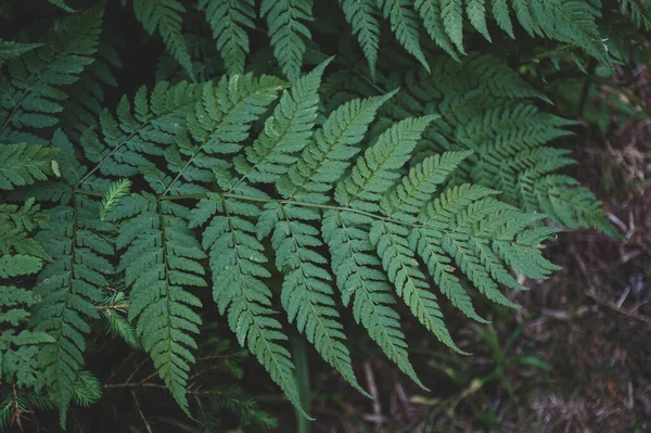 Yaz ormanındaki eğrelti otunun dokusunu.