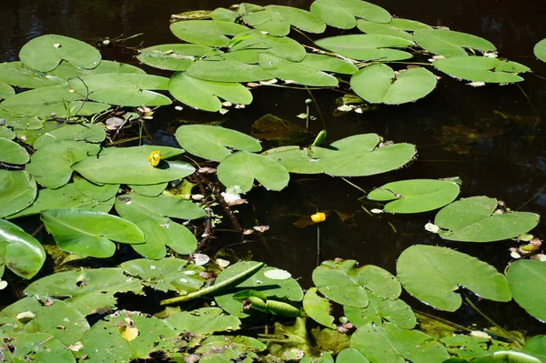 Lírios Amarelos Folhas Lagoa — Fotografia de Stock