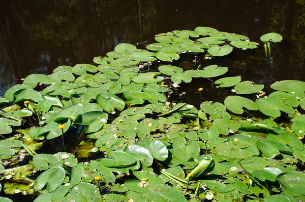 Lírios Amarelos Folhas Lagoa — Fotografia de Stock