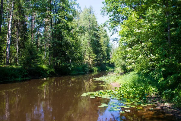 Sarı nilüferler gölette yapraklar