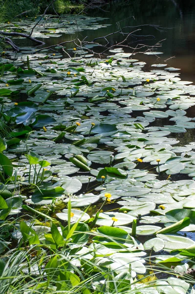 池に黄色の睡蓮の葉 — ストック写真