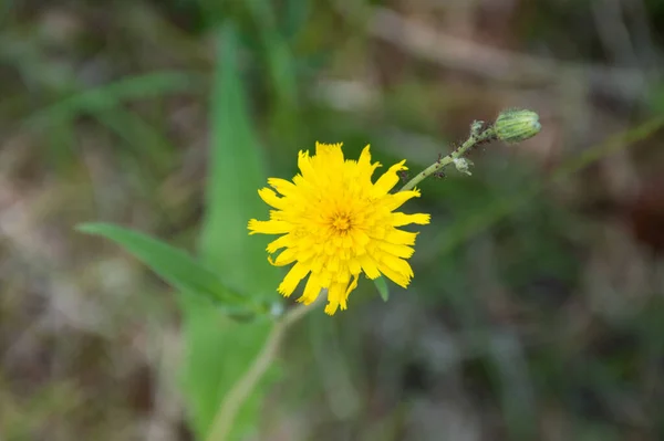 Sárga Virág Zöld Háttér — Stock Fotó