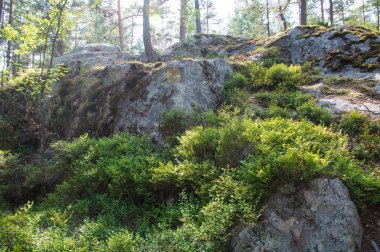 Ormanda yosun kaplı kayalar.