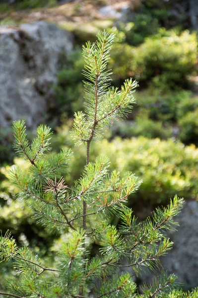 Close Green Pine Needles — Stock Photo, Image