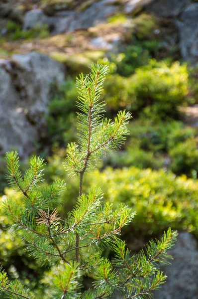 Primer Plano Agujas Pino Verde — Foto de Stock