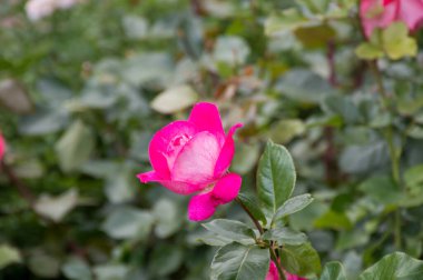 Yeşil arka planda pembe gül çiçeği