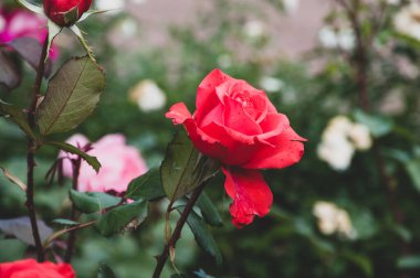 Bahçedeki güzel kırmızı güller