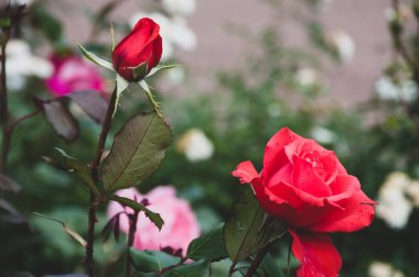 Bahçedeki güzel kırmızı güller