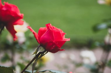 Bahçedeki güzel kırmızı güller