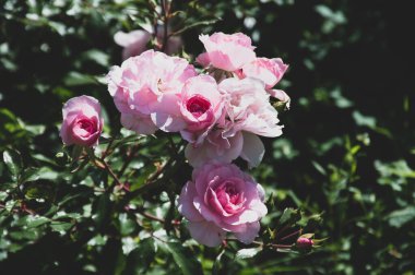 Yeşil arka planda pembe gül çiçeği