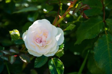 Yeşil arka planda pembe gül çiçeği