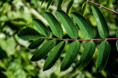 Yeşil yapraklı Ashberry 'nin kapağını kapat