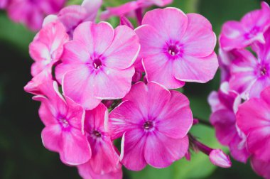 Pembe bir çiçeğe yaklaş.