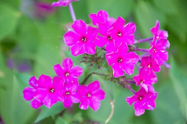 Pembe bir çiçeğe yaklaş.