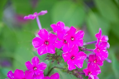 Pembe bir çiçeğe yaklaş.