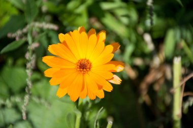 Yeşil arkaplanda sarı takvim çiçekleri