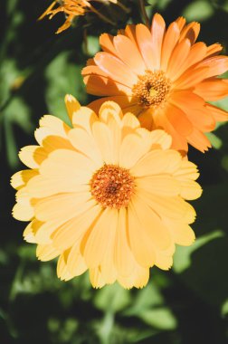 Yeşil arkaplanda sarı takvim çiçekleri