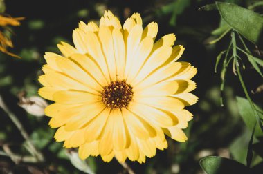 Yeşil arkaplanda sarı takvim çiçekleri