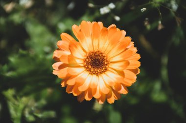 Yeşil arkaplanda sarı takvim çiçekleri