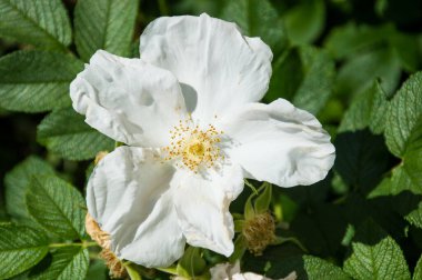Yeşil arka planda gül kalçalı çiçekler