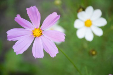 yeşil arkaplanda beyaz ve mor kozmik çiçek