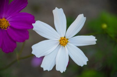 yeşil arkaplanda beyaz ve mor kozmik çiçek