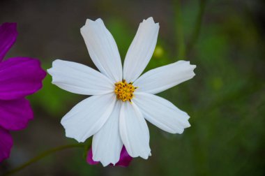 yeşil arkaplanda beyaz ve mor kozmik çiçek