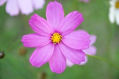 yeşil arkaplanda beyaz ve mor kozmik çiçek